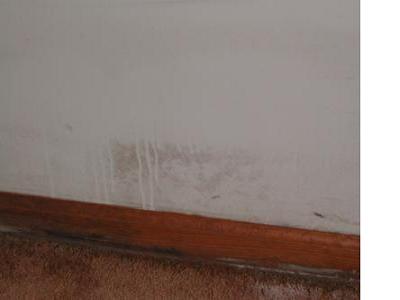 Black Mold On Drywall