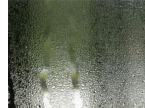 do you have black mold in your house how long does it take for black mold to form