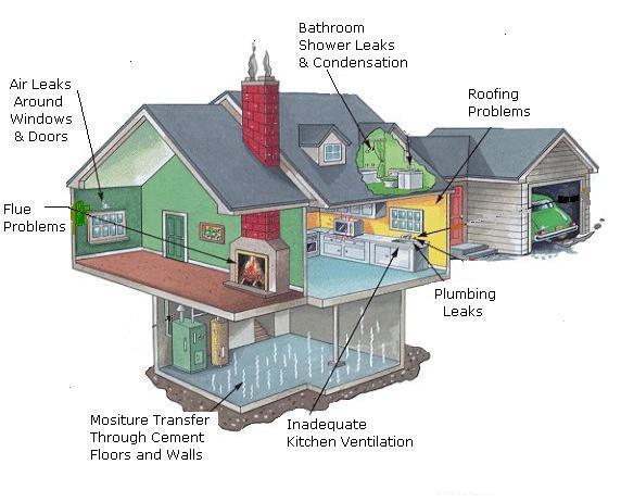 House mold sources