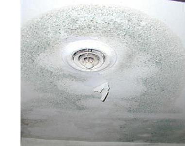 Do You Have Black Mold In Your House